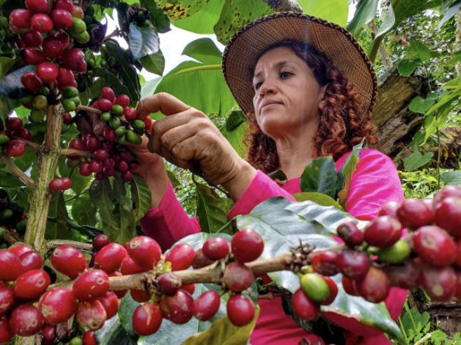 Worker hand-picking ripe coffee cherries on a Latin American plantation